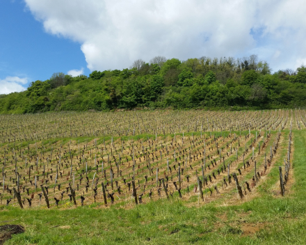 Domaine de la Borde (Julien Mareschal)